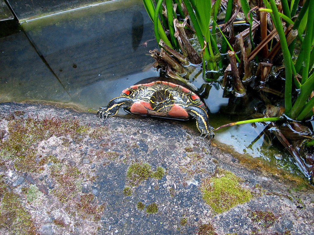 Zierschildkröte, Chrysemys picta. Chrysemys picta – © Hans-Juergen Bidmon