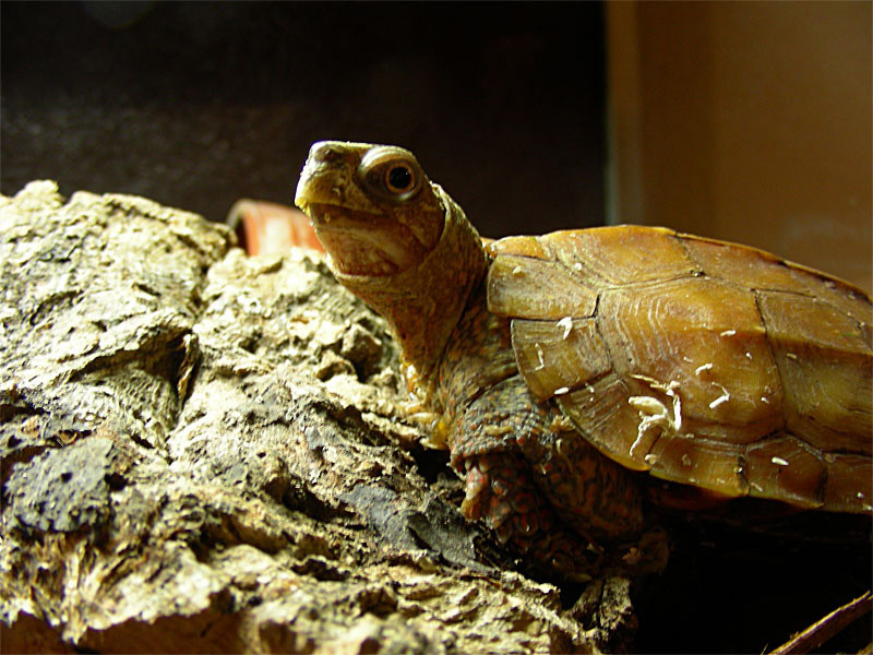 Chinesische Zacken-Erdschildkröte, Geoemyda spengleri. Geoemyda spengleri – © Michael Daubner