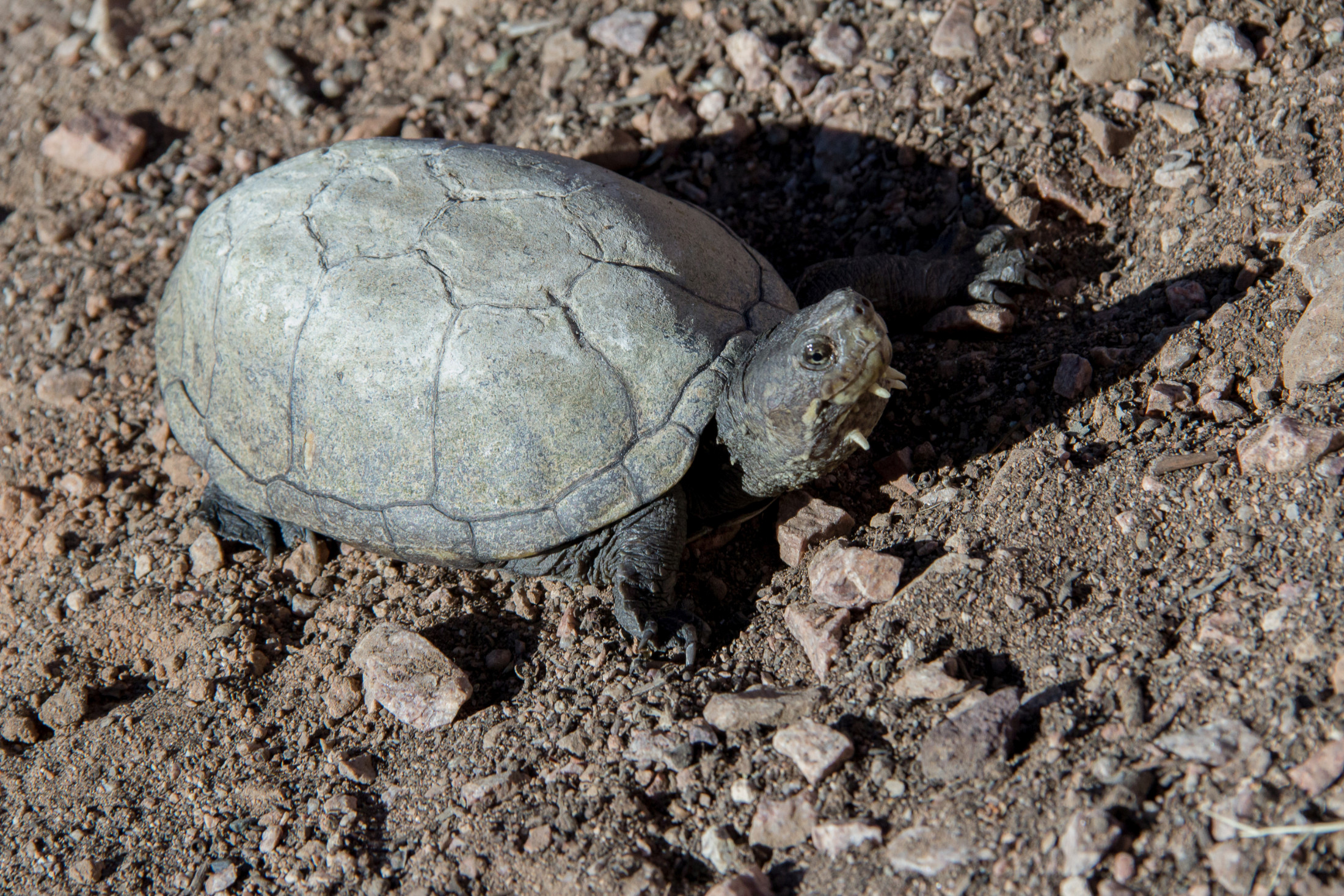 Sonora-Schlammschildkröte, Kinosternon sonoriense, – © Stephan Ettmar