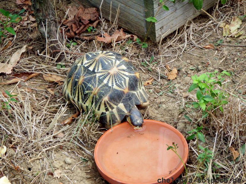 Strahlenschildkröte, Astrochelys radiata, – © Hans-Jürgen Bidmon Strahlenschildkröte, Astrochelys radiata, – © Hans-Jürgen Bidmon