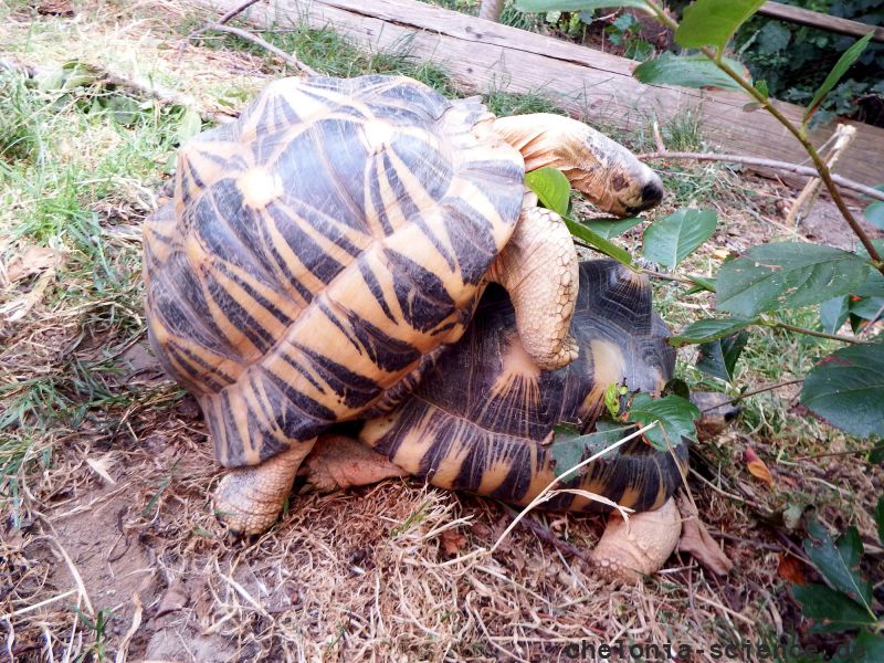 Strahlenschildkröte, Astrochelys radiata, – © Hans-Jürgen Bidmon Strahlenschildkröte, Astrochelys radiata, – © Hans-Jürgen Bidmon