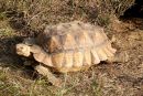 Spornschildkr&ouml;te, Centrochelys sulcata, &ndash; &copy; Hans-J&uuml;rgen Bidmon