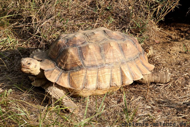 Spornschildkröte, Centrochelys sulcata, – © Hans-Jürgen Bidmon Spornschildkröte, Centrochelys sulcata, – © Hans-Jürgen Bidmon