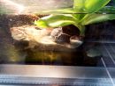 McCords Schlangenhalsschildkr&ouml;te, Chelodina mccordi, &ndash; &copy; Hans-J&uuml;rgen Bidmon