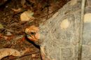 Köhlerschildkröte, Chelonoidis carbonaria, – © Hans-Jürgen Bidmon Köhlerschildkröte, Chelonoidis carbonaria, – © Hans-Jürgen Bidmon