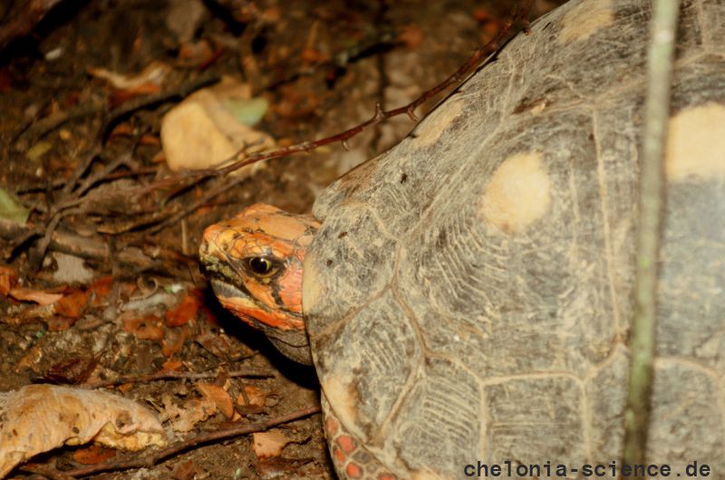 Köhlerschildkröte, Chelonoidis carbonaria, – © Hans-Jürgen Bidmon Köhlerschildkröte, Chelonoidis carbonaria, – © Hans-Jürgen Bidmon