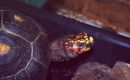Köhlerschildkröte, Chelonoidis carbonaria, – © Hans-Jürgen Bidmon Köhlerschildkröte, Chelonoidis carbonaria, – © Hans-Jürgen Bidmon
