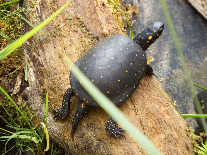 Tropfenschildkröte, Clemmys guttata, – © Hans-Jürgen Bidmon