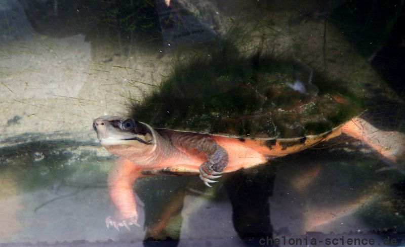 Vietnamesische Dreistreifen-Scharnierschildkröte, Cuora cyclornata cyclornata, – © Hans-Jürgen Bidmon Vietnamesische Dreistreifen-Scharnierschildkröte, Cuora cyclornata cyclornata, – © Hans-Jürgen Bidmon