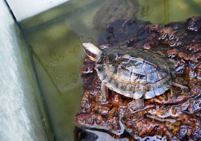 Cuora cyclornata – Vietnamesische Dreistreifen-Scharnierschildkröte