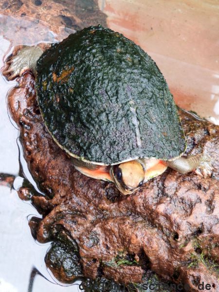 Vietnamesische Dreistreifen-Scharnierschildkröte, Cuora cyclornata cyclornata, – © Hans-Jürgen Bidmon Vietnamesische Dreistreifen-Scharnierschildkröte, Cuora cyclornata cyclornata, – © Hans-Jürgen Bidmon