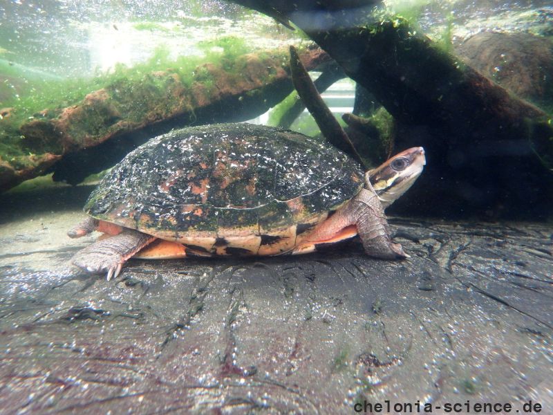 Vietnamesische Dreistreifen-Scharnierschildkröte, Cuora cyclornata cyclornata, – © Hans-Jürgen Bidmon Vietnamesische Dreistreifen-Scharnierschildkröte, Cuora cyclornata cyclornata, – © Hans-Jürgen Bidmon