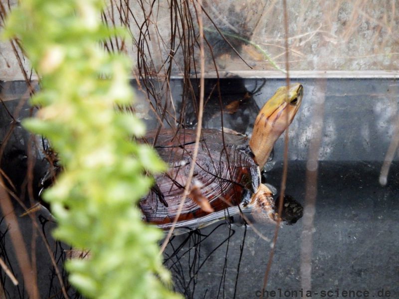 McCords Scharnierschildkrote, Cuora mccordi, – © Hans-Jürgen Bidmon McCords Scharnierschildkrote, Cuora mccordi, – © Hans-Jürgen Bidmon