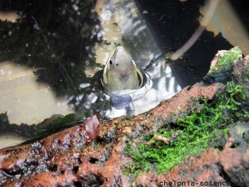 Zhous Scharnierschildkröte, Cuora zhoui, – © Hans-Jürgen Bidmon Zhous Scharnierschildkröte, Cuora zhoui, – © Hans-Jürgen Bidmon