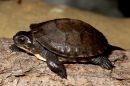 Amerikanische Sumpfschildkröte, Emydoidea blandingii, – © James Harding