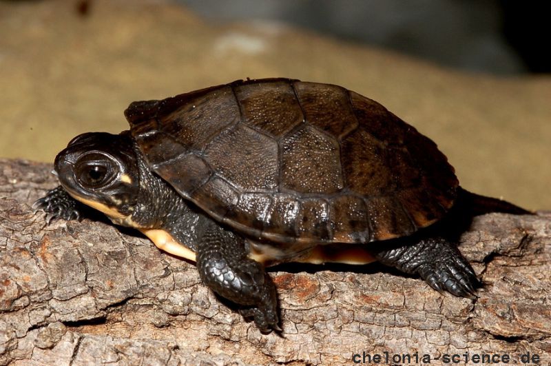 Amerikanische Sumpfschildkröte, Emydoidea blandingii, – © James Harding Amerikanische Sumpfschildkröte, Emydoidea blandingii, – © James Harding