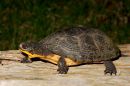 Amerikanische Sumpfschildkröte, Emydoidea blandingii, – © James Harding
