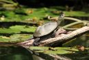 Europäische Sumpfschildkröte, Emys orbicularis, – © Hans-Jürgen Bidmon