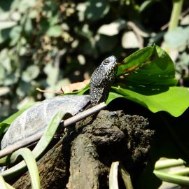 Europäische Sumpfschildkröte, Emys orbicularis, – © Hans-Jürgen Bidmon Europäische Sumpfschildkröte, Emys orbicularis, – © Hans-Jürgen Bidmon