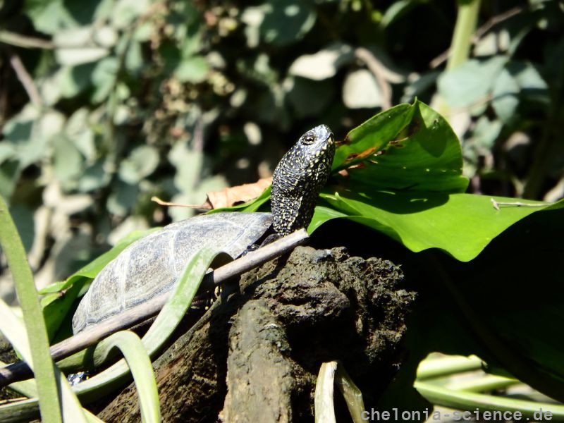 Europäische Sumpfschildkröte, Emys orbicularis, – © Hans-Jürgen Bidmon Europäische Sumpfschildkröte, Emys orbicularis, – © Hans-Jürgen Bidmon