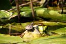 Europäische Sumpfschildkröte, Emys orbicularis, – © Hans-Jürgen Bidmon