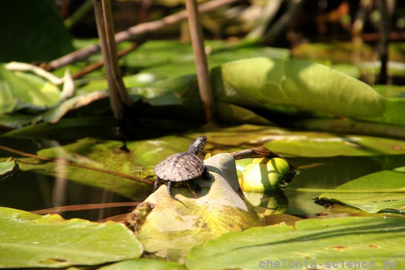 Europäische Sumpfschildkröte, Emys orbicularis, – © Hans-Jürgen Bidmon Europäische Sumpfschildkröte, Emys orbicularis, – © Hans-Jürgen Bidmon