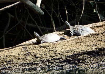 Westkaspische Schildkröte, Mauremys rivulata, – © Hans-Jürgen Bidmon