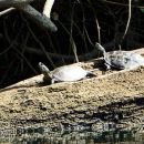 Europäische Sumpfschildkröte, Emys orbicularis, – © Hans-Jürgen Bidmon Europäische Sumpfschildkröte, Emys orbicularis, – © Hans-Jürgen Bidmon