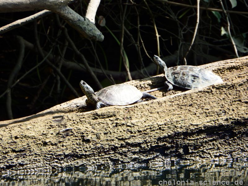 Europäische Sumpfschildkröte, Emys orbicularis, – © Hans-Jürgen Bidmon Europäische Sumpfschildkröte, Emys orbicularis, – © Hans-Jürgen Bidmon
