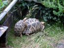 Burma-Sternschildkröte, Geochelone platynota, – © Hans-Jürgen Bidmon