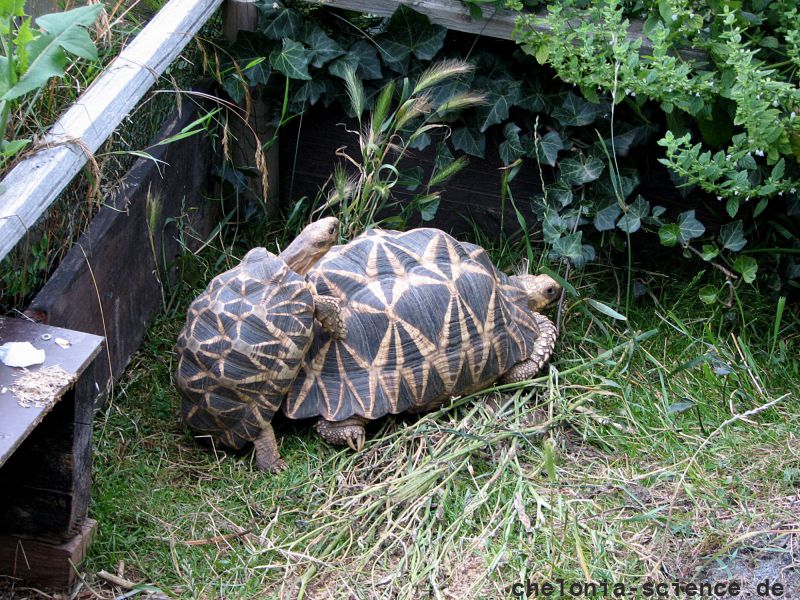 Burma-Sternschildkröte, Geochelone platynota, – © Hans-Jürgen Bidmon Burma-Sternschildkröte, Geochelone platynota, – © Hans-Jürgen Bidmon