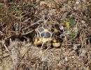 Burma-Sternschildkröte, Geochelone platynota, – © Ivo Ivanchev