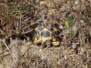 Burma-Sternschildkröte, Geochelone platynota, – © Ivo Ivanchev