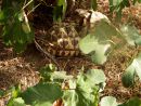 Burma-Sternschildkröte, Geochelone platynota, – © Ivo Ivanchev