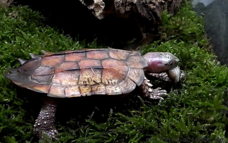 Chinesische Zacken-Erdschildkröte, Geoemyda spengleri, – © Hans-Jürgen Bidmon Chinesische Zacken-Erdschildkröte, Geoemyda spengleri, – © Hans-Jürgen Bidmon