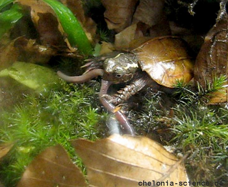 Chinesische Zacken-Erdschildkröte, Geoemyda spengleri, – © Hans-Jürgen Bidmon Chinesische Zacken-Erdschildkröte, Geoemyda spengleri, – © Hans-Jürgen Bidmon