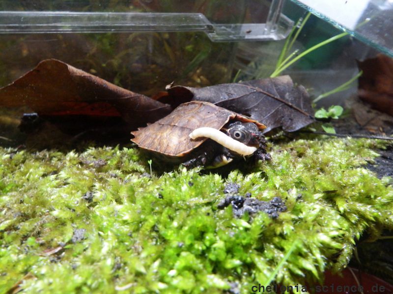 Chinesische Zacken-Erdschildkröte, Geoemyda spengleri, – © Hans-Jürgen Bidmon Chinesische Zacken-Erdschildkröte, Geoemyda spengleri, – © Hans-Jürgen Bidmon