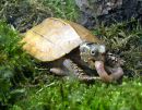 Chinesische Zacken-Erdschildkr&ouml;te, Geoemyda spengleri, &ndash; &copy; Hans-J&uuml;rgen Bidmon