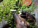 Chinesische Zacken-Erdschildkr&ouml;te, Geoemyda spengleri, &ndash; &copy; Hans-J&uuml;rgen Bidmon
