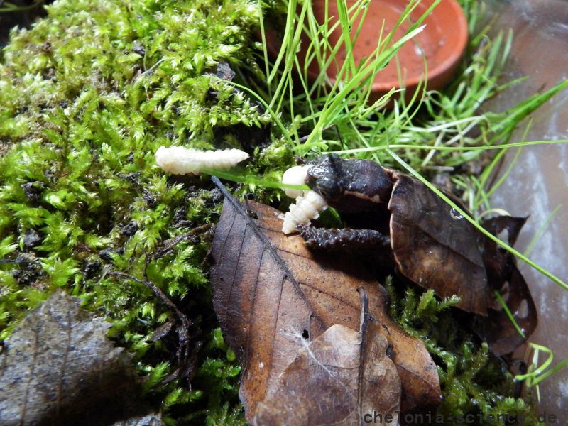 Chinesische Zacken-Erdschildkröte, Geoemyda spengleri, – © Hans-Jürgen Bidmon Chinesische Zacken-Erdschildkröte, Geoemyda spengleri, – © Hans-Jürgen Bidmon