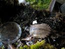 Chinesische Zacken-Erdschildkr&ouml;te, Geoemyda spengleri, &ndash; &copy; Hans-J&uuml;rgen Bidmon