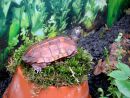 Chinesische Zacken-Erdschildkr&ouml;te, Geoemyda spengleri, &ndash; &copy; Hans-J&uuml;rgen Bidmon