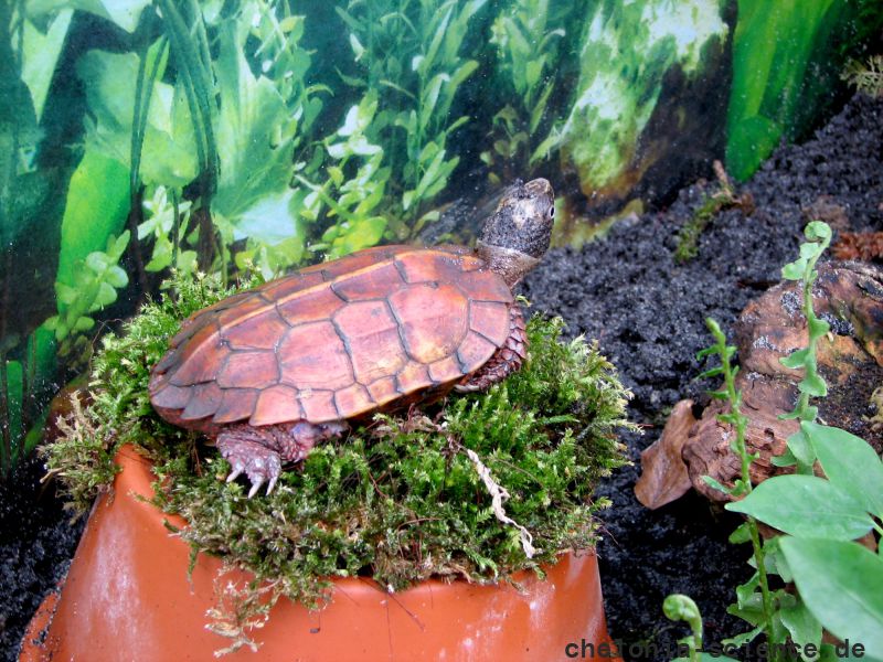 Chinesische Zacken-Erdschildkröte, Geoemyda spengleri, – © Hans-Jürgen Bidmon Chinesische Zacken-Erdschildkröte, Geoemyda spengleri, – © Hans-Jürgen Bidmon