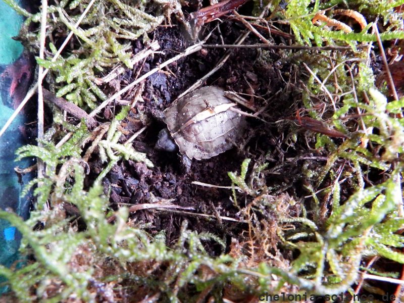 Chinesische Zacken-Erdschildkröte, Geoemyda spengleri, – © Hans-Jürgen Bidmon Chinesische Zacken-Erdschildkröte, Geoemyda spengleri, – © Hans-Jürgen Bidmon