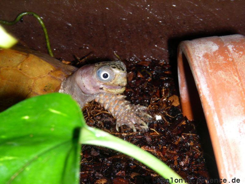 Chinesische Zacken-Erdschildkröte, Geoemyda spengleri, – © Michael Daubner Chinesische Zacken-Erdschildkröte, Geoemyda spengleri, – © Michael Daubner