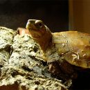Chinesische Zacken-Erdschildkröte, Geoemyda spengleri, – © Michael Daubner