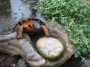 Waldbachschildkröte, Glyptemys insculpta, adultes Weibchen in Freilandanlage – © Hans-Jürgen Bidmon