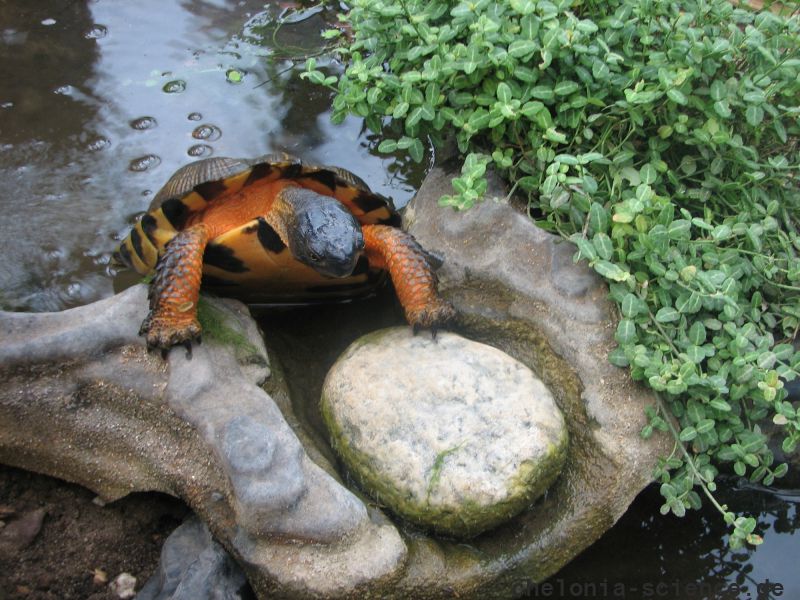Waldbachschildkröte, Glyptemys insculpta, adultes Weibchen in Freilandanlage – © Hans-Jürgen Bidmon Waldbachschildkröte, Glyptemys insculpta, adultes Weibchen in Freilandanlage – © Hans-Jürgen Bidmon