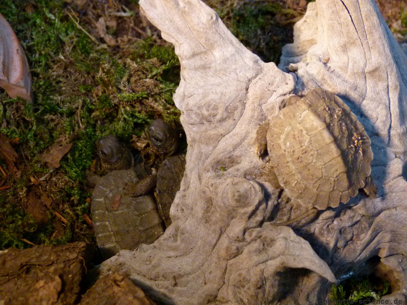 Waldbachschildkroete, Glyptemys insculpta, Jungtiere in Freilandanlage - © Hans-Jürgen Bidmon