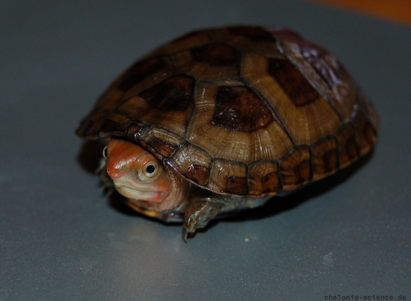 Rotwangen-Klappschildkröte, Kinosternon cruentatum, ein Jungtier – © Michael Daubner